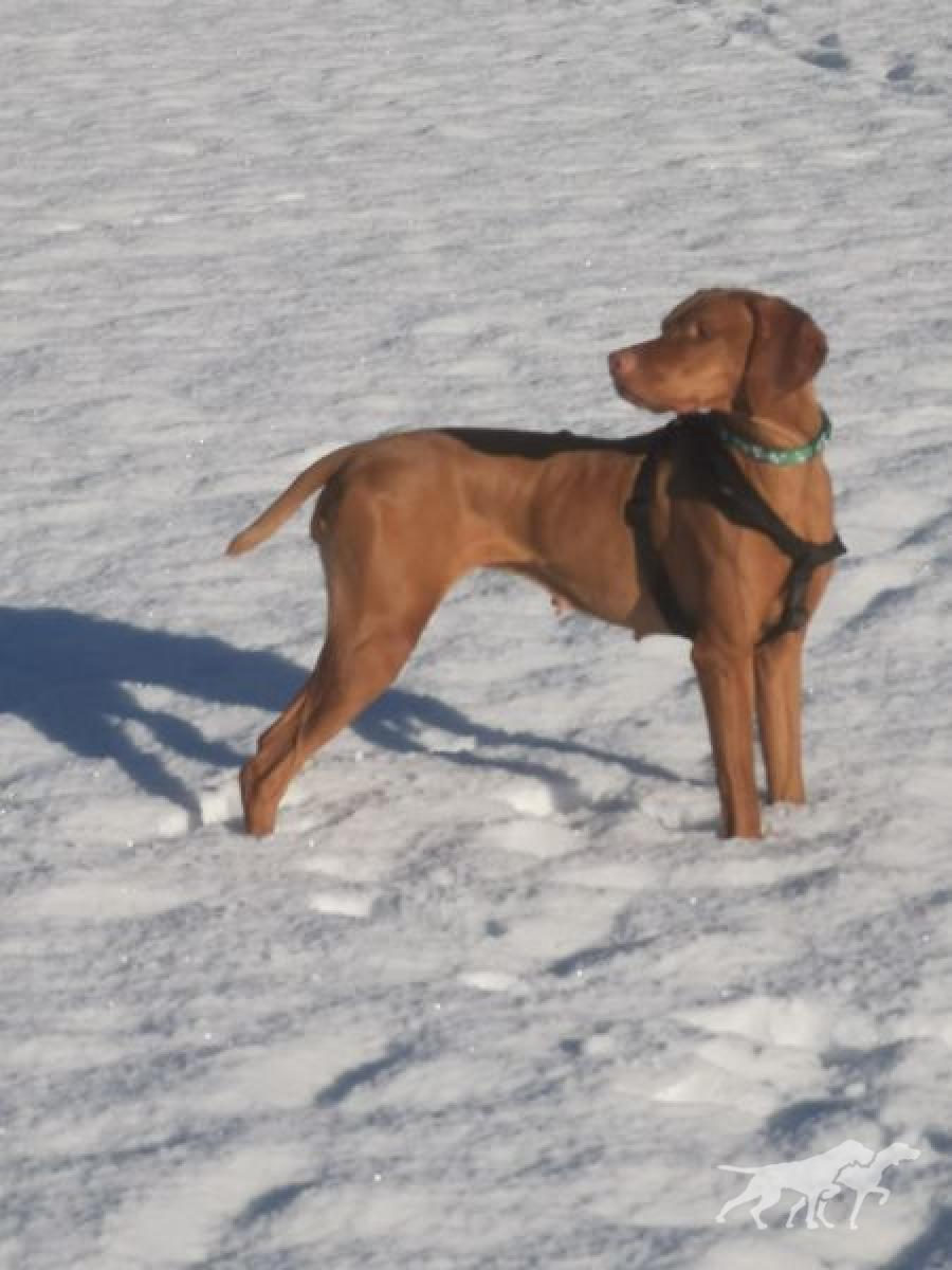 Uma Tessa Lady of the Mountains