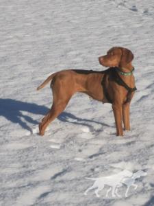 Uma Tessa Lady of the Mountains