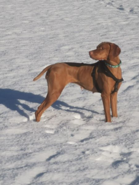 Uma Tessa Lady of the Mountains
