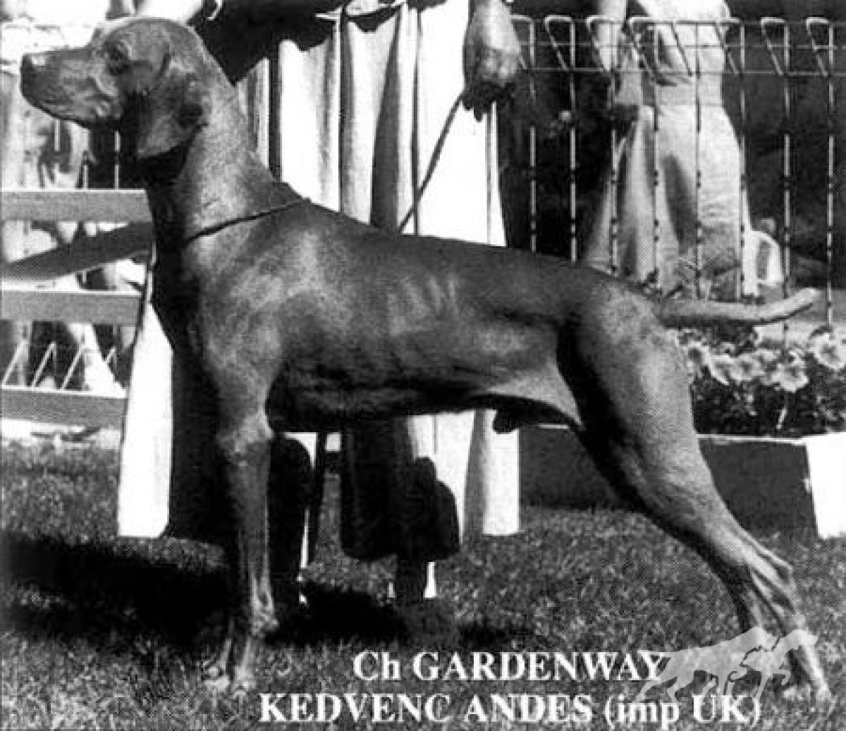Gardenway Kedvenc Andes