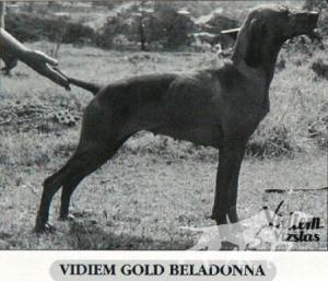 Vidiem Gold Beladonna