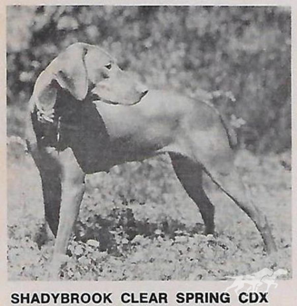 Shadybrook Clear Spring