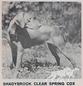 Shadybrook Clear Spring