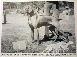 Egyed van het Schauws