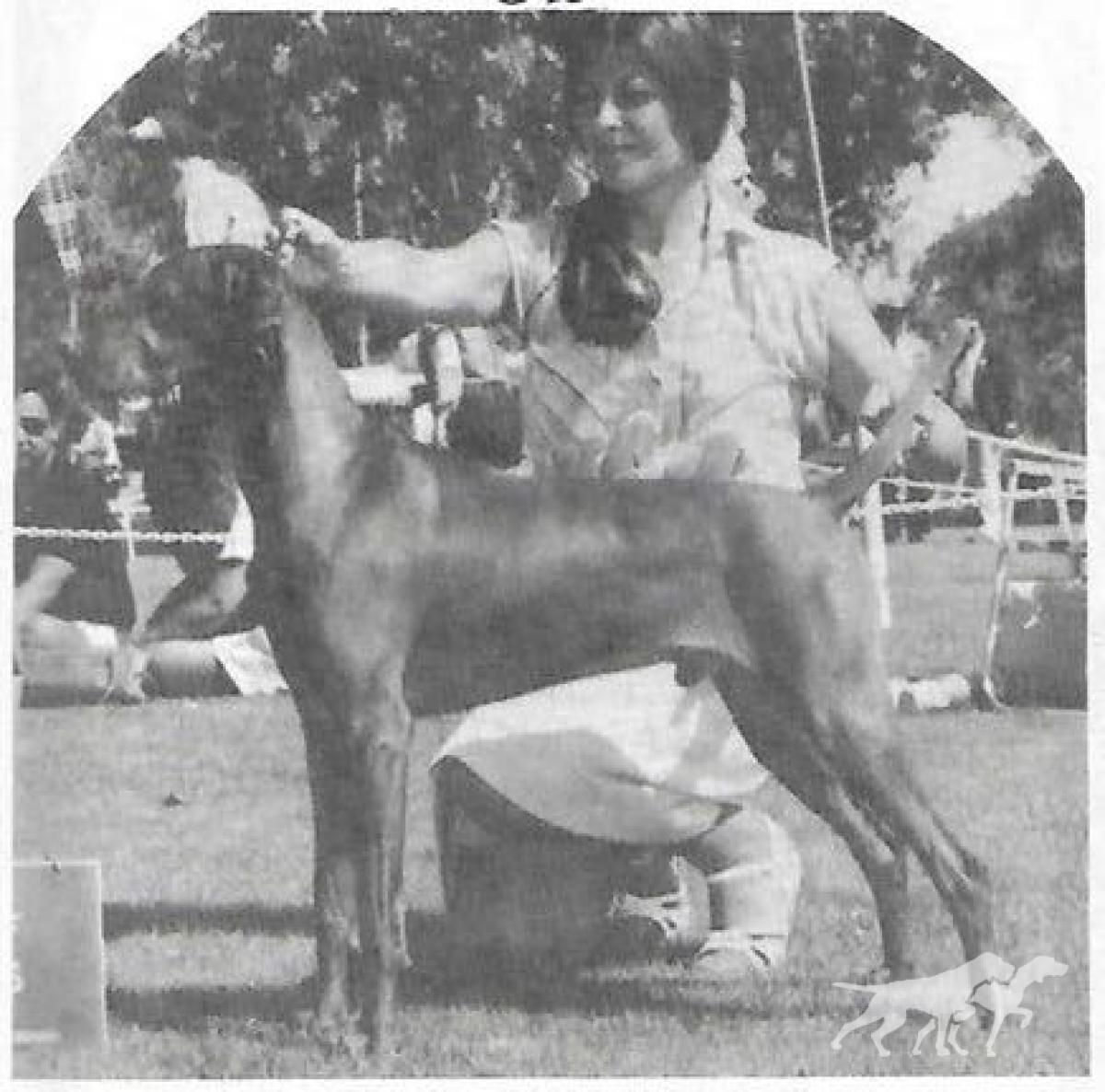 Panni Aranya