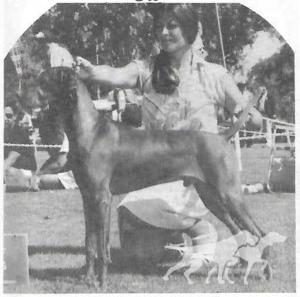 Panni Aranya