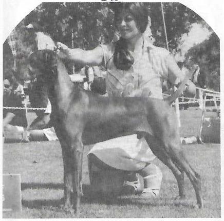Panni Aranya