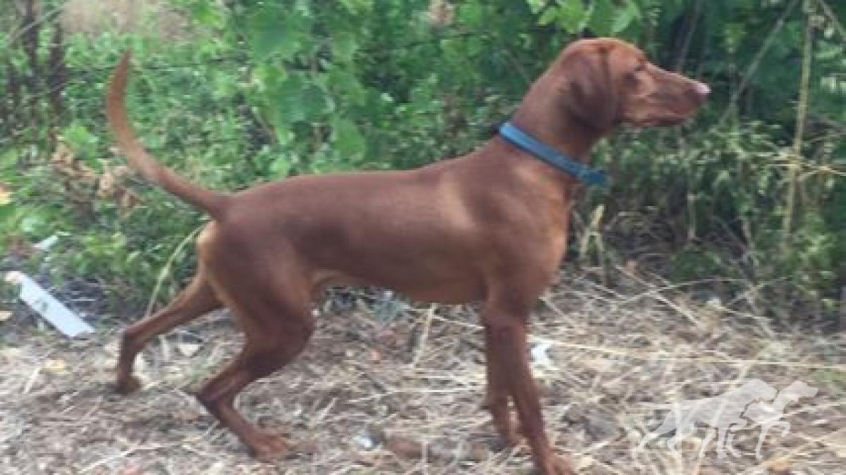 Rocky (unknown number)