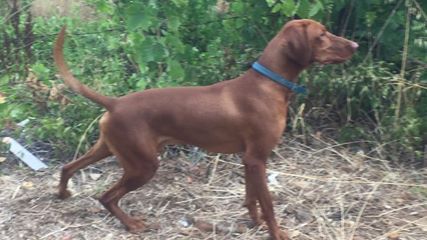 Rocky (unknown number)