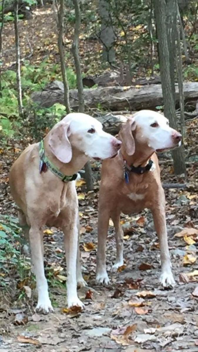 Athena Goddess of Wisdom (AKC)