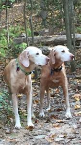 Athena Goddess of Wisdom (AKC)
