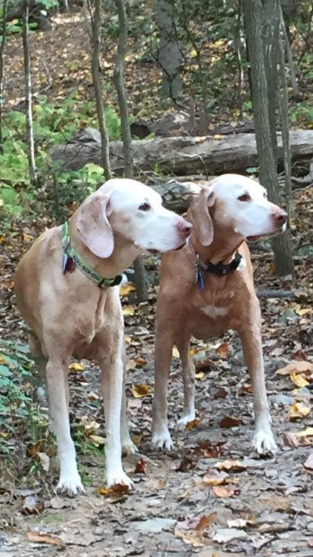 Athena Goddess of Wisdom (AKC)