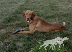 P.F. Tail Telling Toby