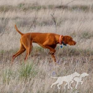 Alpine's Secret Cedar of the Coulee