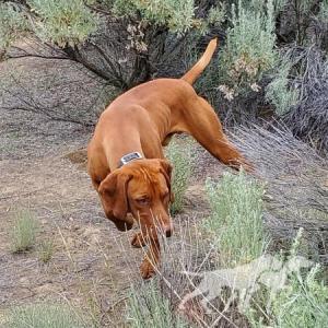 Alpine's Secret Cedar of the Coulee