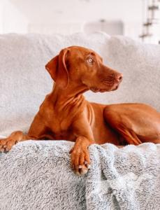 Canela Chasing Dreams (Ramirez) Mex FCI