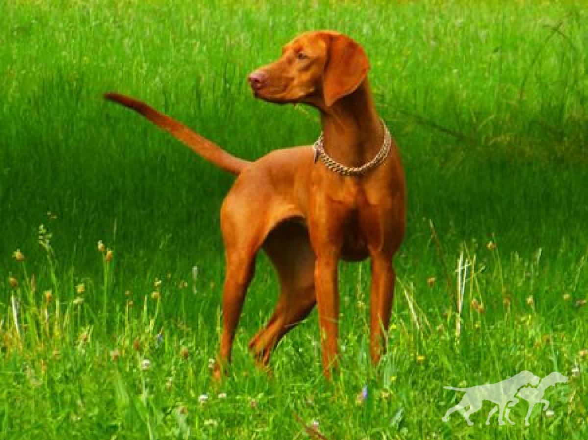 Amilly Passion de l'or fauve