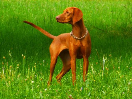 Amilly Passion de l'or fauve