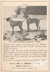 Devecseri Somloi Pushi