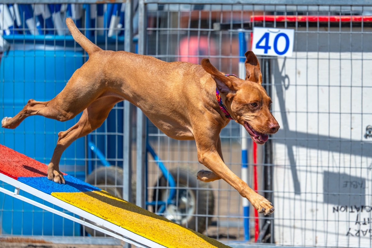 Dreamvizslas Stolen Ride