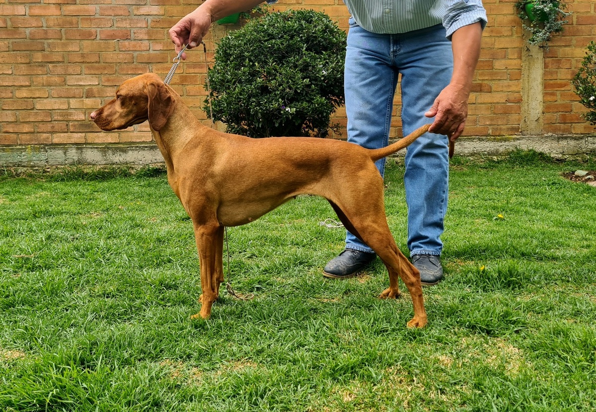 Alma Risa Orejas de Manrique