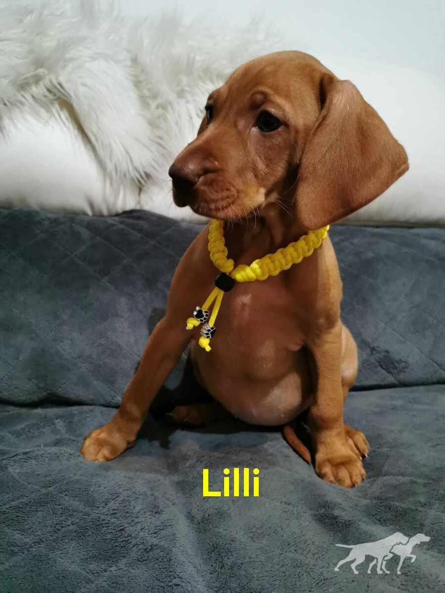 Lilli (2023)