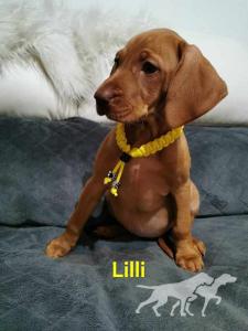 Lilli (2023)