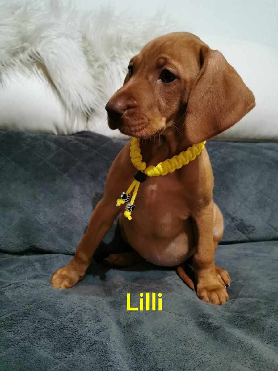 Lilli (2023)