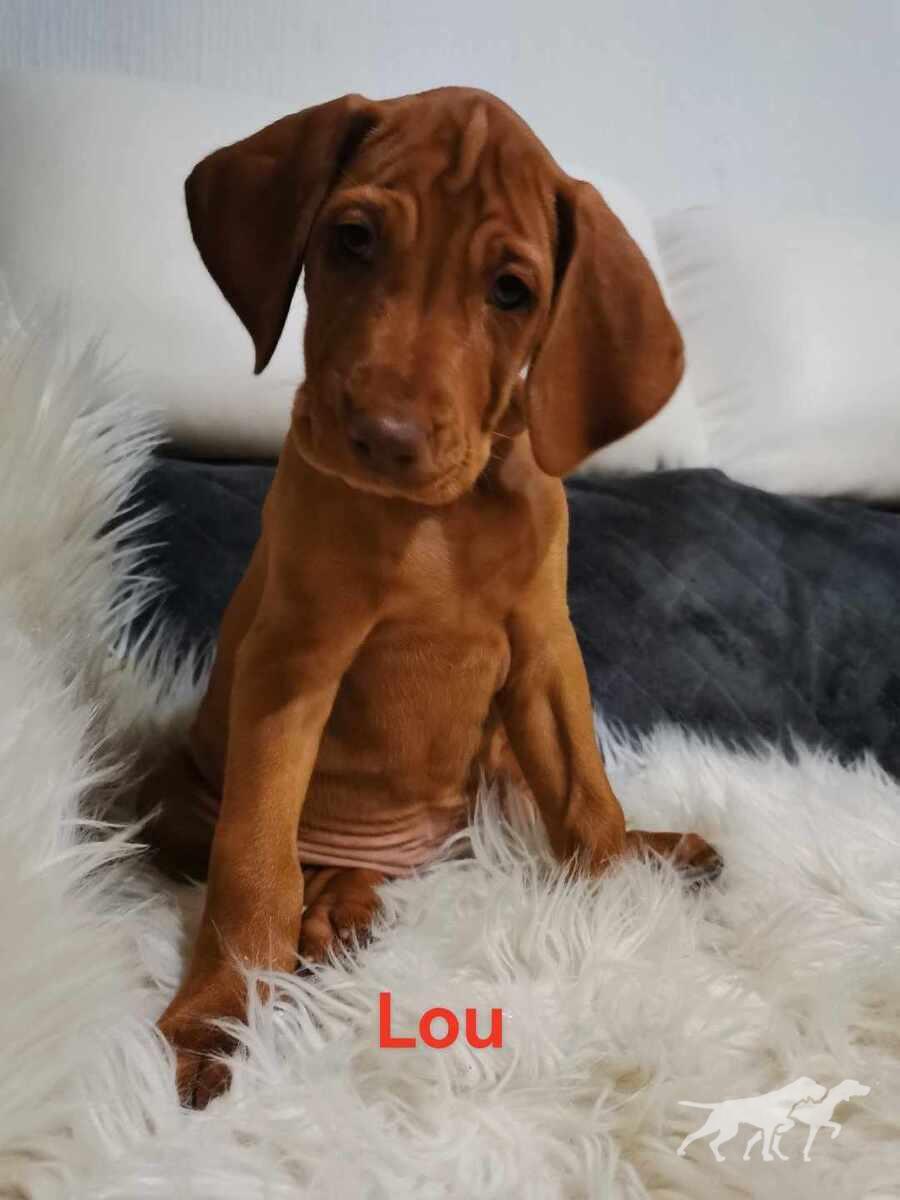 Lou (F 2023)