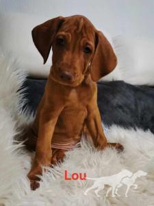 Lou (F 2023)