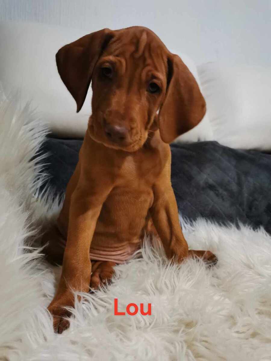 Lou (F 2023)