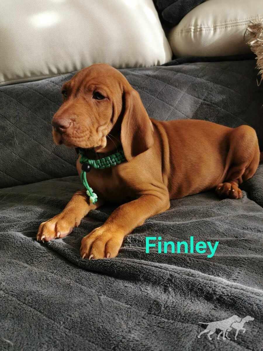 Finnley (2023)
