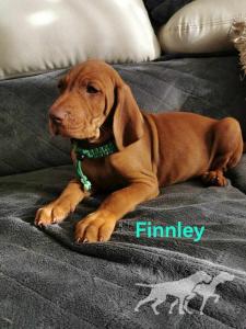Finnley (2023)