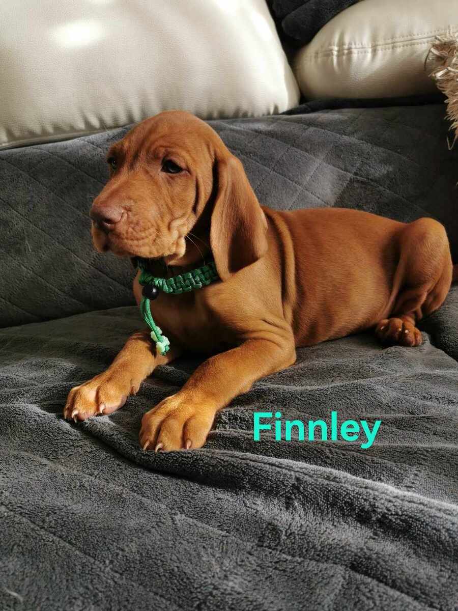 Finnley (2023)