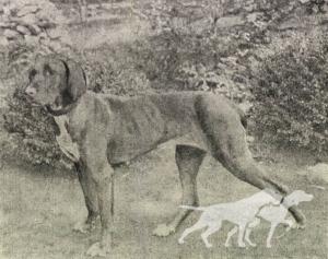 Pax (unknown)