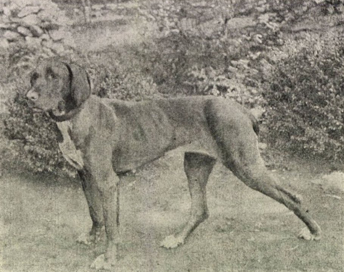 Pax (unknown)