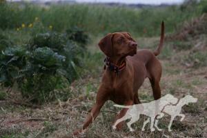 Zeus Laila
