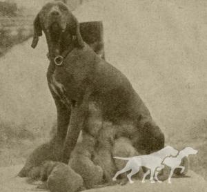Kacer II litter III (1928)