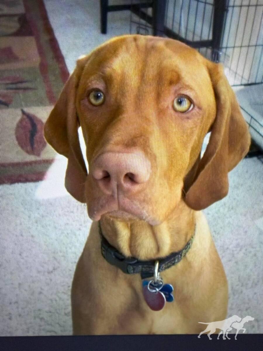 Rex (AKC SR49759404)