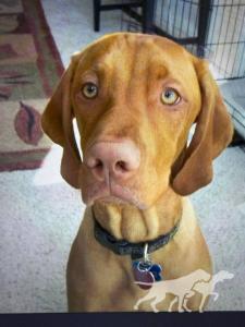 Rex (AKC SR49759404)