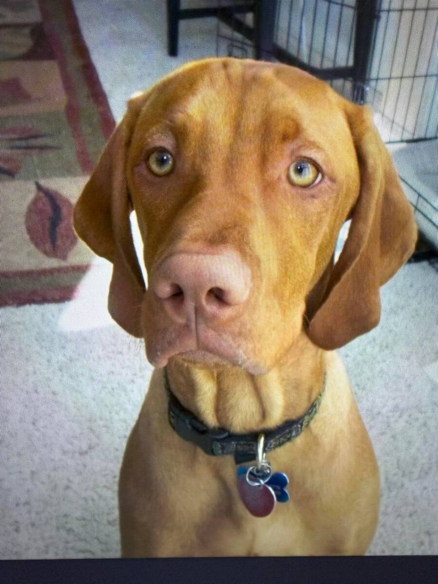 Rex (AKC SR49759404)