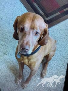 Rex (AKC SR49759404)