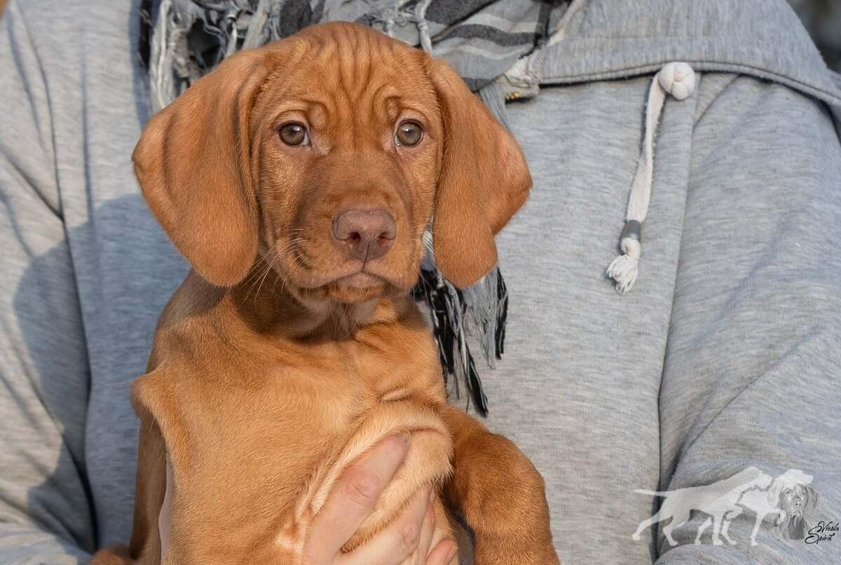 Alvier of Vizsla Spirit