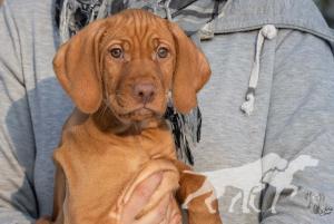 Alvier of Vizsla Spirit
