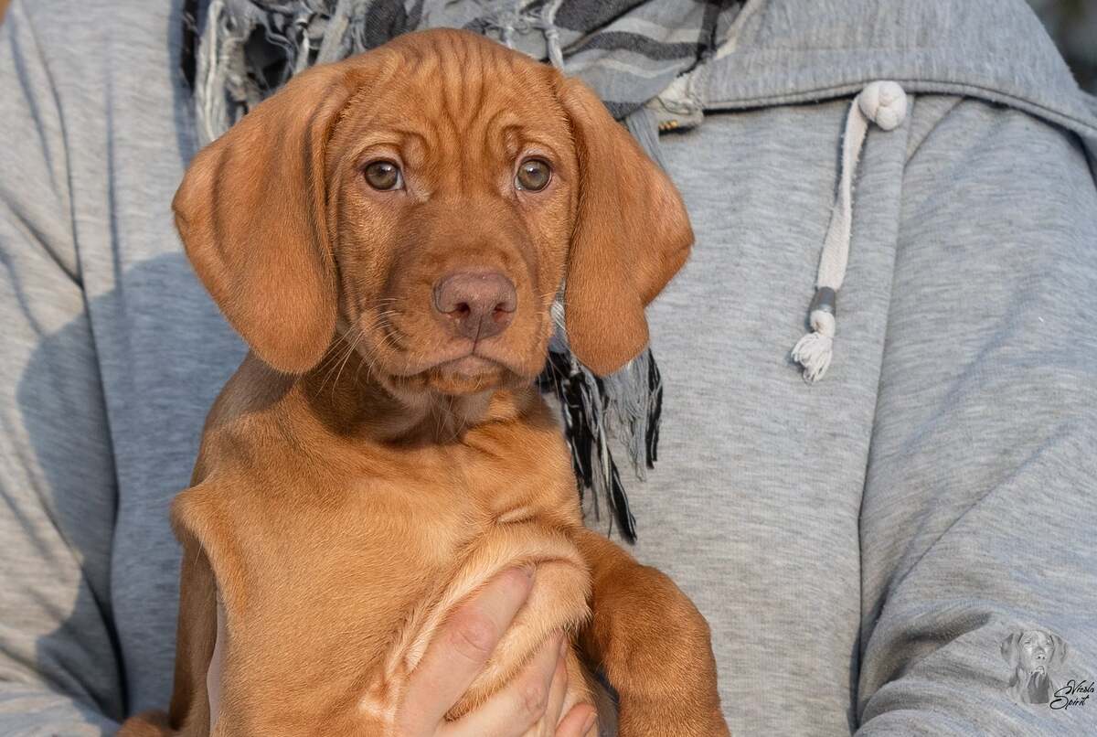 Alvier of Vizsla Spirit