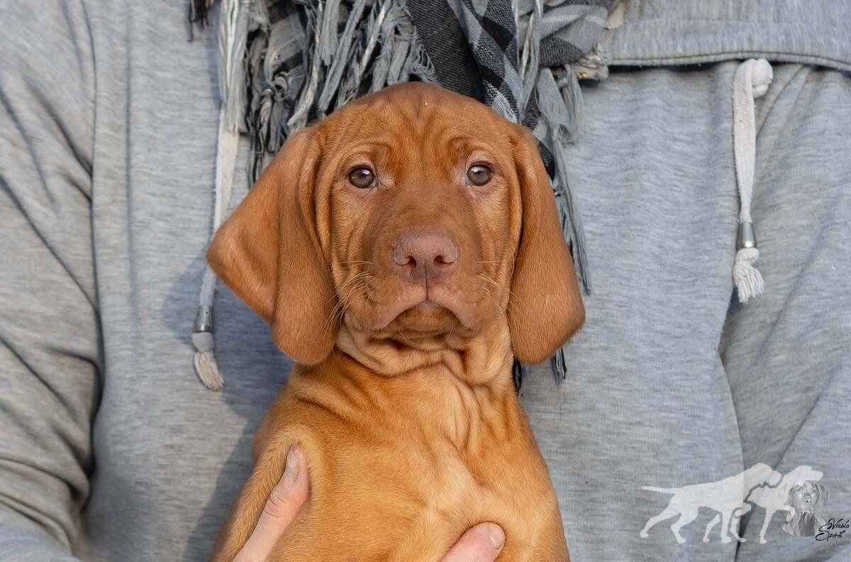 Amras of Vizsla Spirit
