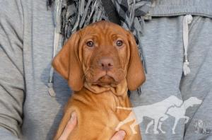 Amras of Vizsla Spirit