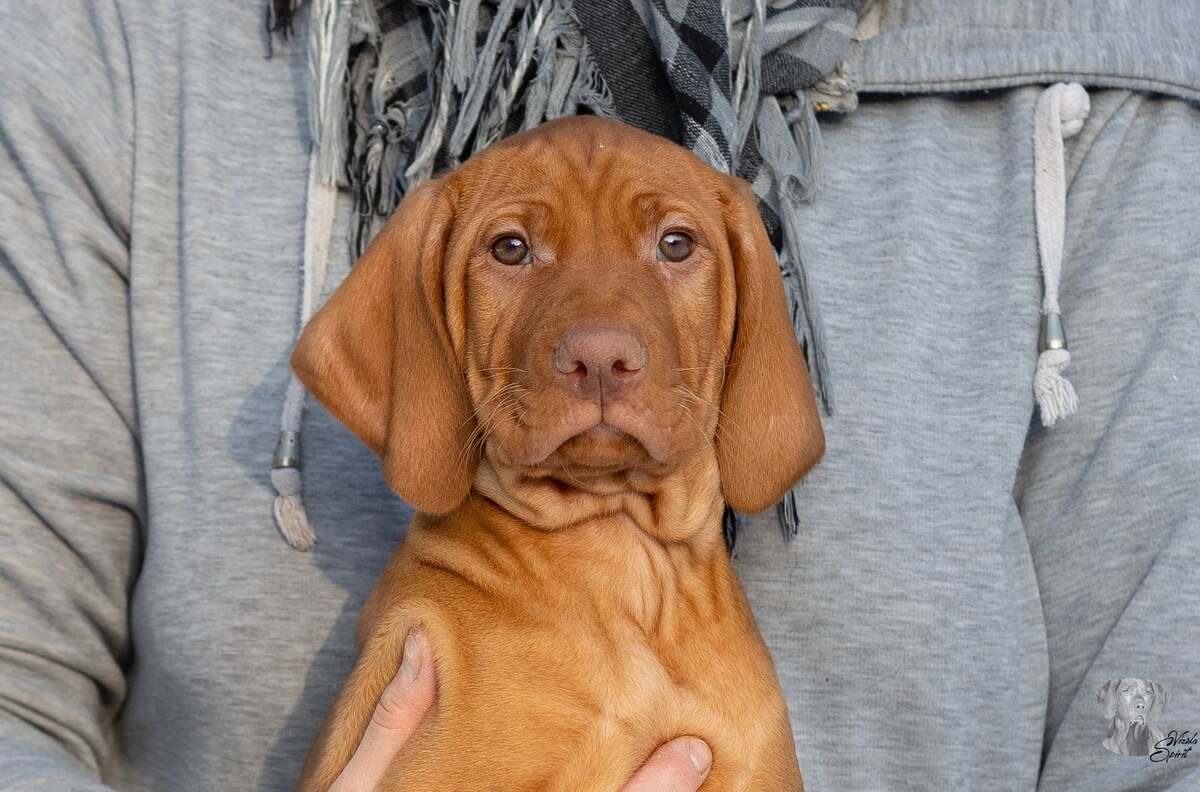 Amras of Vizsla Spirit