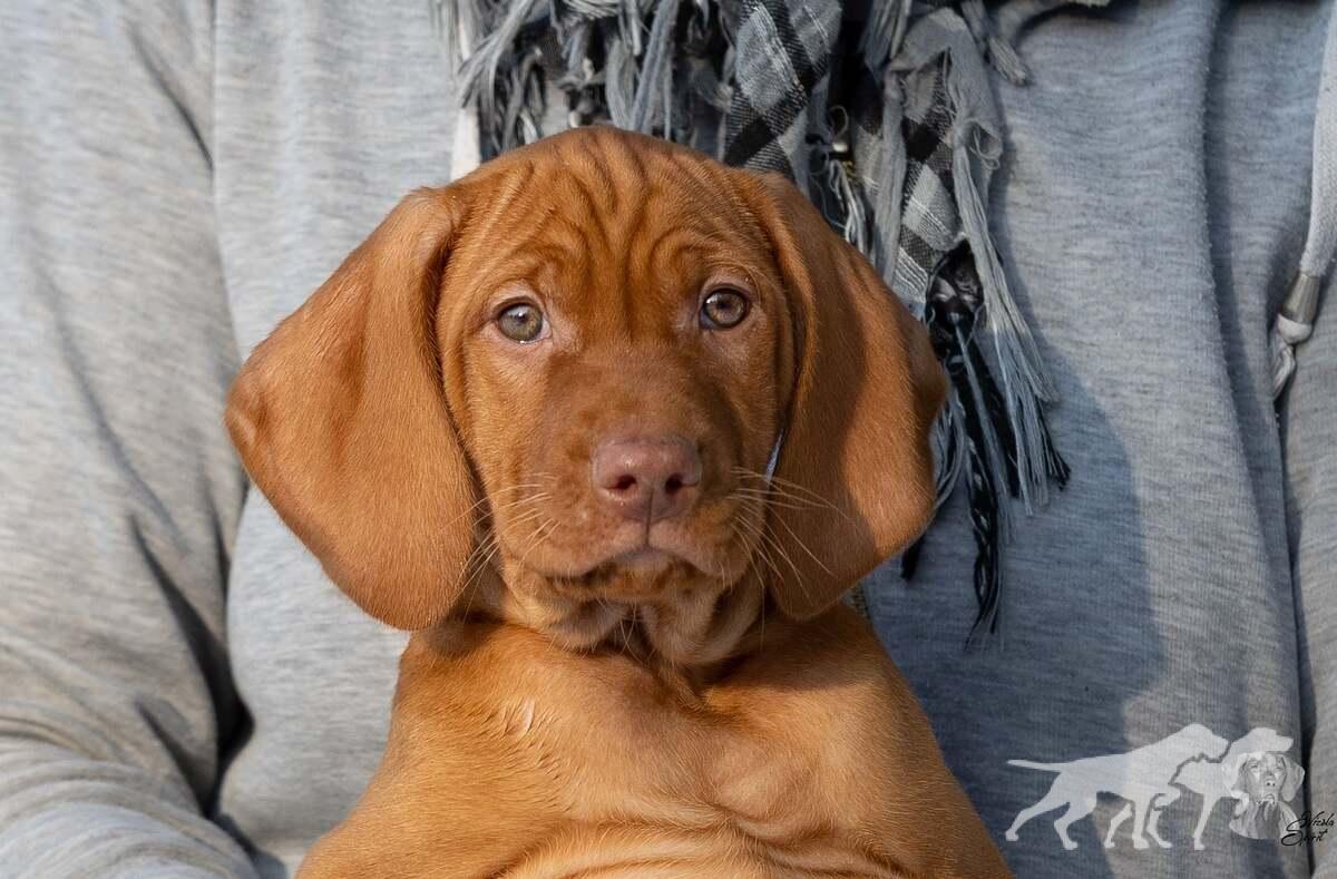 Arion of Vizsla Spirit