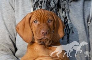 Arion of Vizsla Spirit